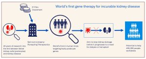 An infographic summarising the key developments in this story. On the left is a magnifying glass over an icon for a red kidney and a red cell, showing how bad cells and kidneys are studied. Then there is a building icon for a new company founded, with coins to show investment. The central icon shows a magnifying glass over a small group of people and a cell, showing this current trial. Then there is an arrow going right to a diagram showing the link between bad cells and bad kidneys is broken, with a further arrow to a much bigger group of people who will potentially benefit from this.
